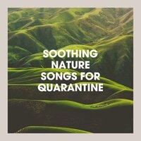 Soothing Nature Songs for Quarantine