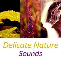 Delicate Nature Sounds – Music for Deep Sleep, Inner Silent, Nature Lounge, Pure Relaxation, Peaceful Place