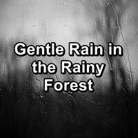 Gentle Rain in the Rainy Forest