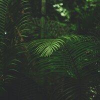 Blissful Sounds of Nature | Ambient Melodies to Relax