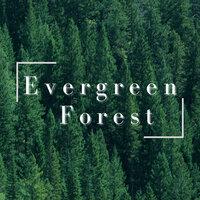 Evergreen Forest