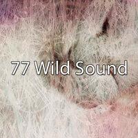 77 Wild Sound