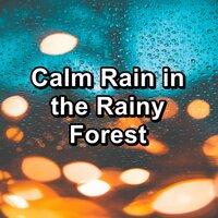 Calm Rain in the Rainy Forest