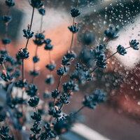 Beautiful Melodies: Unwinding Rainy Day