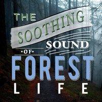 The Soothing Sound of Forest Life