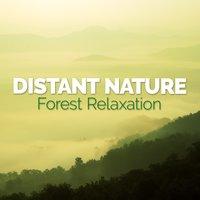 Distant Nature: Forest Relaxation