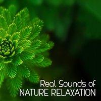 Real Sounds of Nature Relaxation