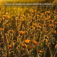 1 Hour of Babbling Mangrove Recordings