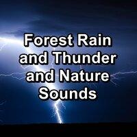 Forest Rain and Thunder and Nature Sounds