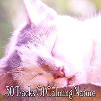 30 Tracks Of Calming Nature