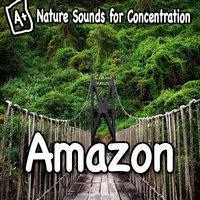 Nature Sounds for Concentration - Amazon