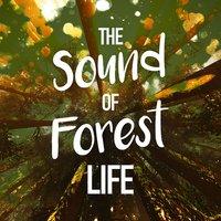 The Sound of Forest Life