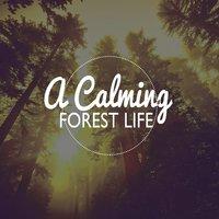 A Calming Forest Life