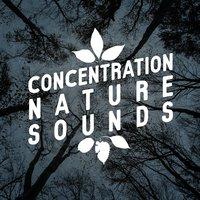 Concentration Nature Sounds