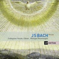 Bach : Masses BWV 233-235, Sanctus BWV 238