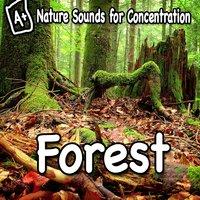 Nature Sounds for Concentration - Forest