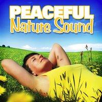 Peaceful Nature Sound