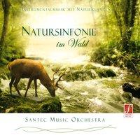 Symphony of Nature in the Forest (Natursinfonie im Wald)