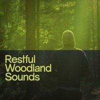 Restful Woodland Sounds