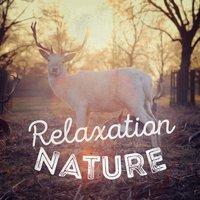 Relaxation Nature