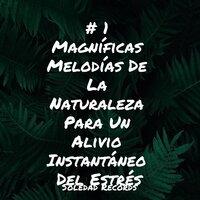 # 1 Magníficas Melodías De La Naturaleza Para Un Alivio Instantáneo Del Estrés