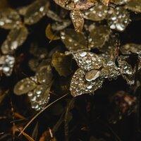 30 Ambient Sounds of Rain and Nature for Restful Sleep and Serenity