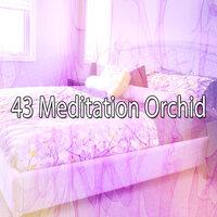 43 Meditation Orchid