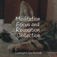 Meditation Focus and Relaxation Collection