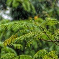 30 Sounds of Nature: Spring Rain