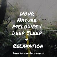 Hour Nature Melodies | Deep Sleep & Relaxation