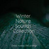 Winter Nature Sounds Collection