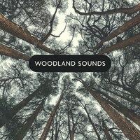 Woodland Sounds: Beautiful Piano & Nature Melodies