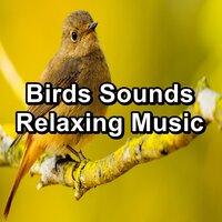 Birds Sounds Relaxing Music