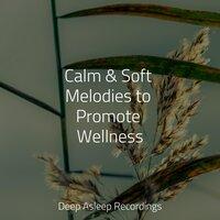 Calm & Soft Melodies to Promote Wellness