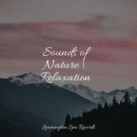 Sounds of Nature | Relaxation