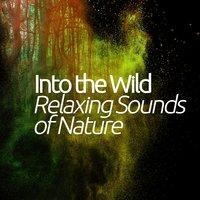 Into the Wild: Relaxing Sounds of Nature