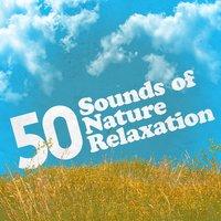 50 Sounds of Nature Relaxation