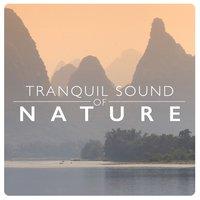 Tranquil Music Sounds of Nature