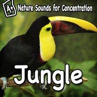 Nature Sounds for Concentration - Jungle