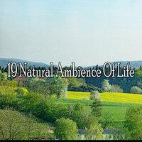 19 Естественная атмосфера жизни