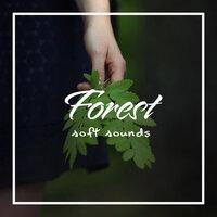 Forest Soft Sounds - Piano Nature Melodies, Time to Relax, Calm Down