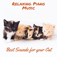 Best Sounds for Your Cat