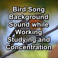 Bird Song Background Sound while Working Studying and Concentration