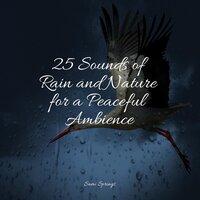 25 Sounds of Rain and Nature for a Peaceful Ambience