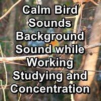 Calm Bird Sounds Background Sound while Working Studying and Concentration