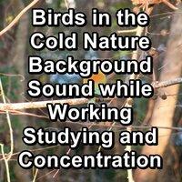 Birds in the Cold Nature Background Sound while Working Studying and Concentration