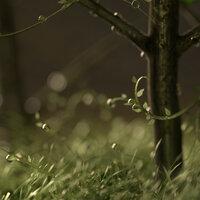 2021 Spring: 30 Loopable Rain Sounds for Serenity