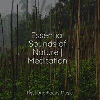 Essential Sounds of Nature | Meditation