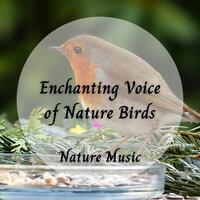 Nature Music: Enchanting Voice of Nature Birds - 1 Hour