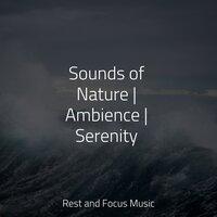 Sounds of Nature | Ambience | Serenity